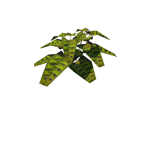 02-Tropical04 Fern03